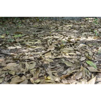 Organic Dry Mango Leaves
